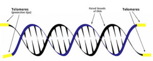 Telomeres-DNA-600x420.jpg