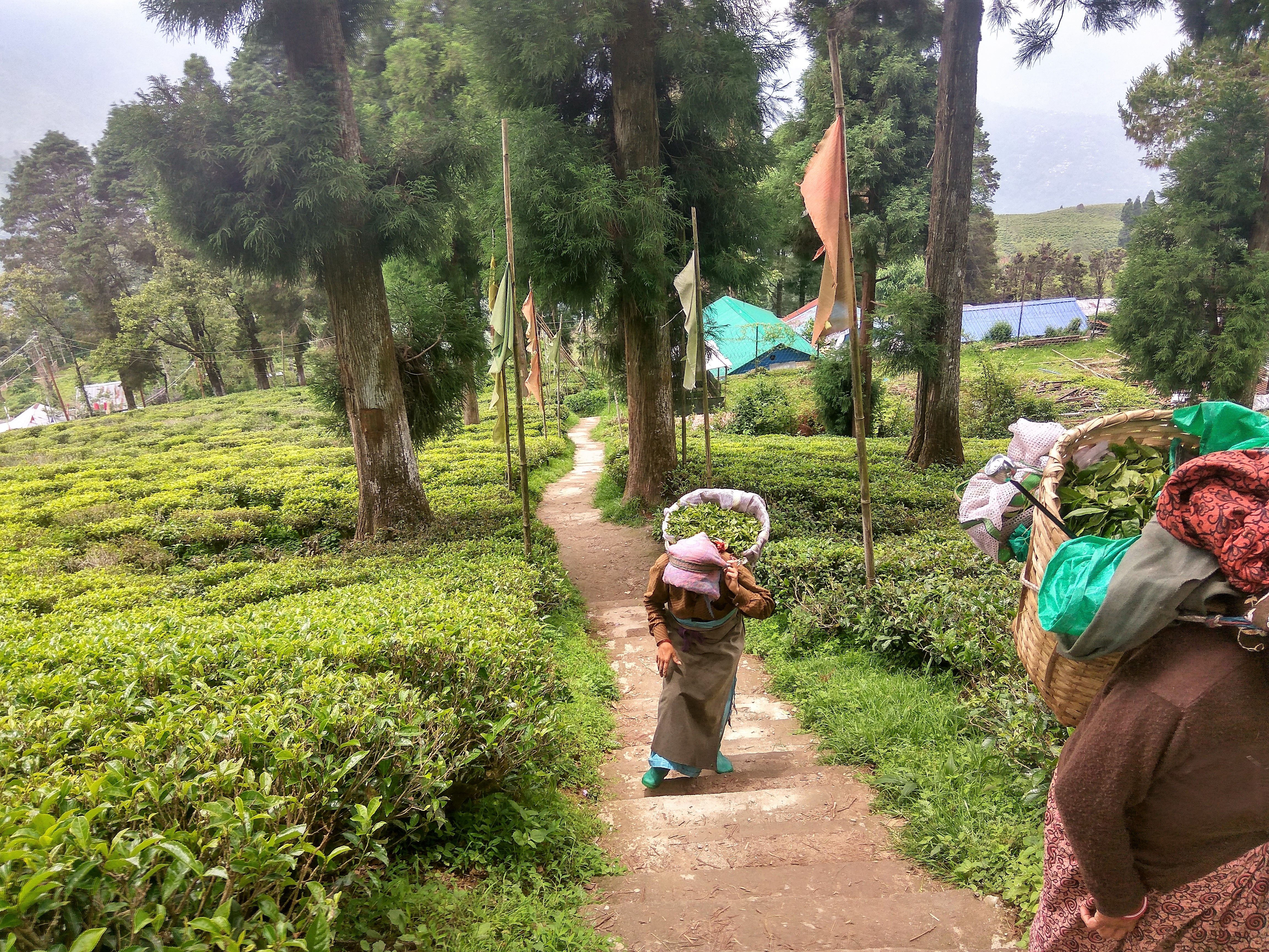 tea garden workers4.jpg