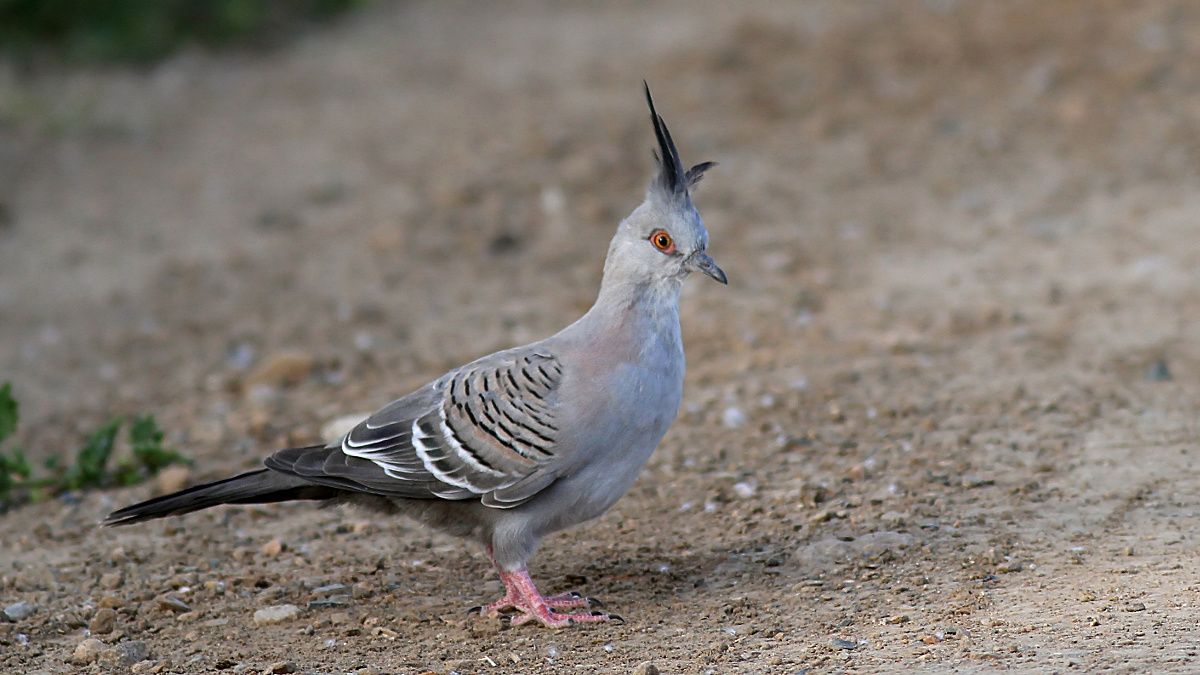 Pigeon_Crested-2.jpg