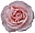 Rose Pink H30R.jpg