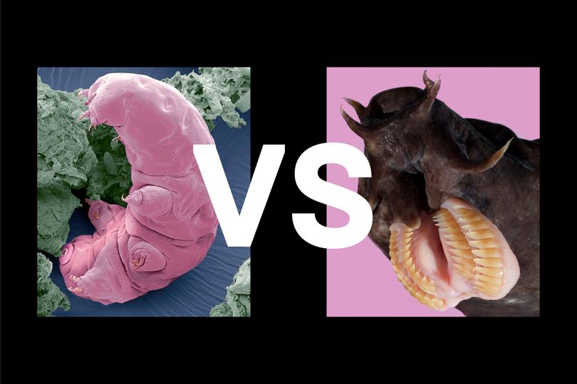 tardigrade vs hagfish.jpg