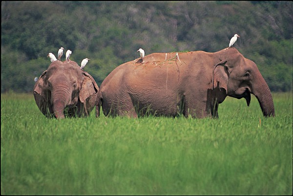 wild-elephant-of-sri-lanka.jpg