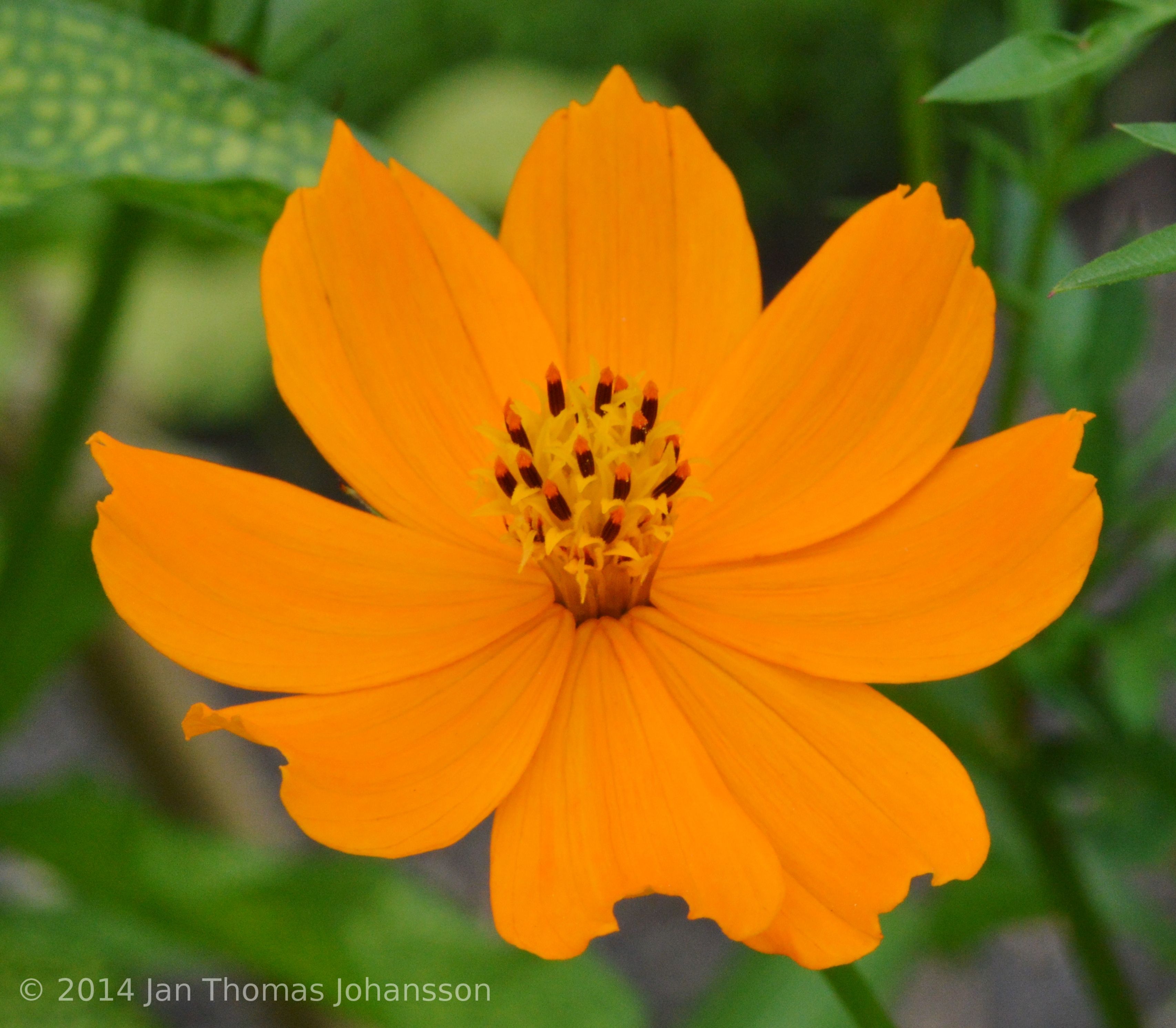 Cosmos sulphureus 2 Copenhagen Bot Garden 150812.JPG