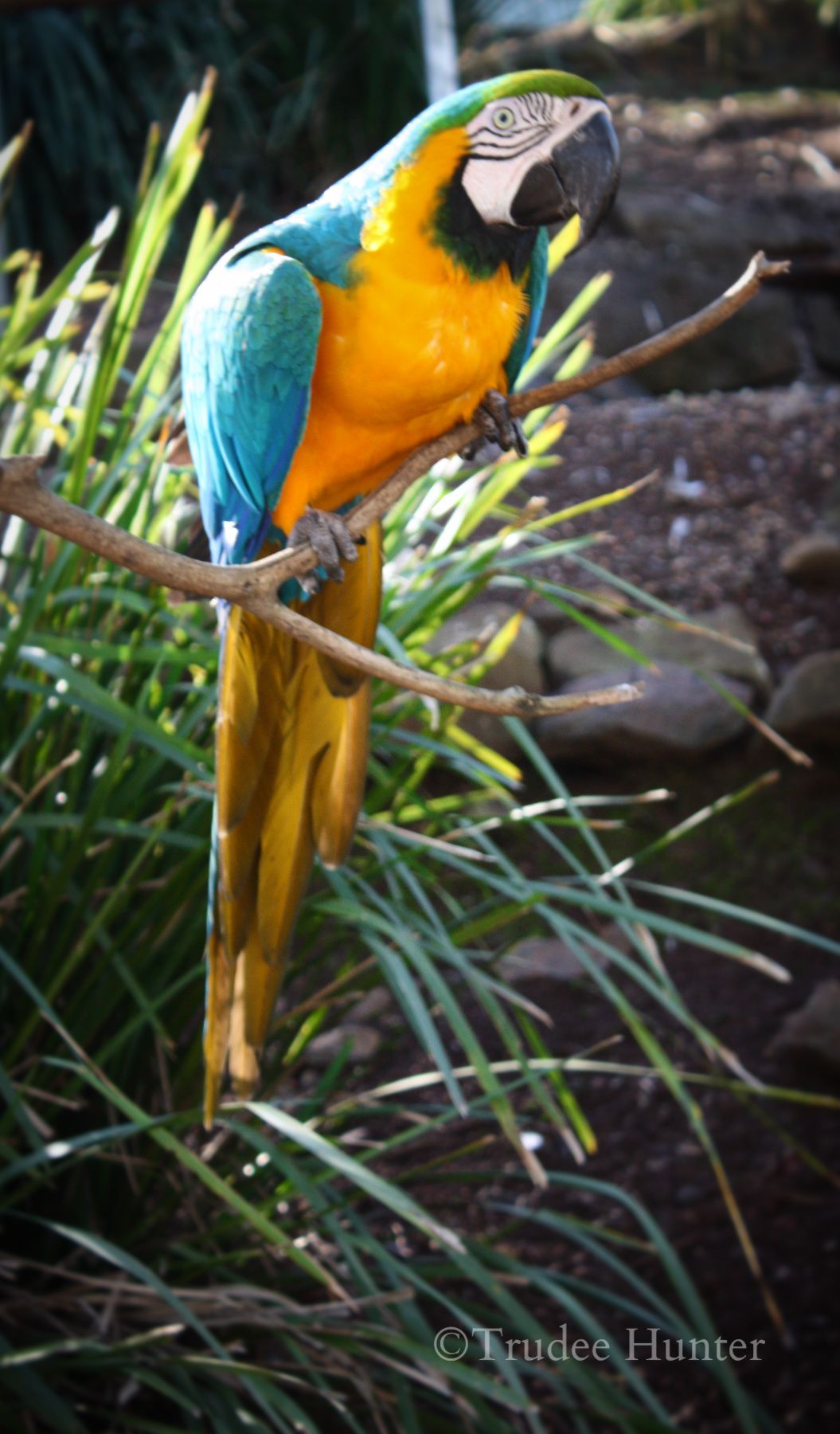 WM posing macaw edited.jpg