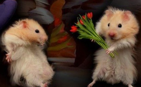 hamsters_in_love.jpg