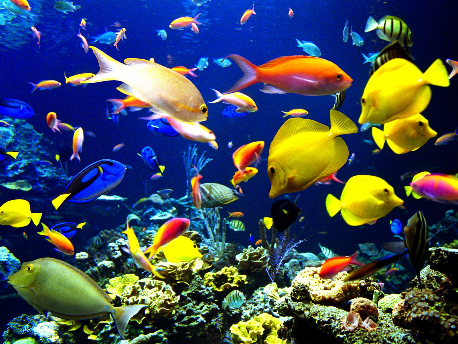 AQUATIC ANIMALS; LIFE AND NATURE OF ANIMALS THAT LIVES IN WATER. — Steemit