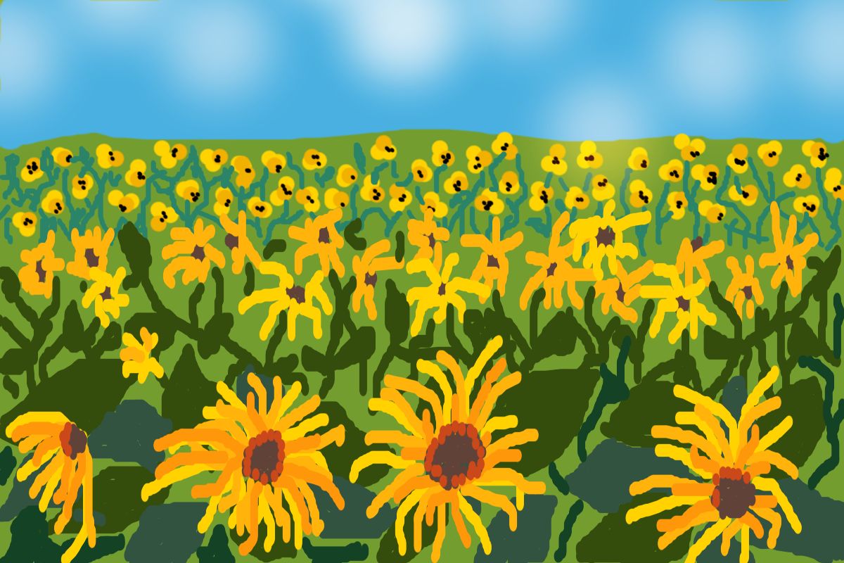 sunflowers3.jpg