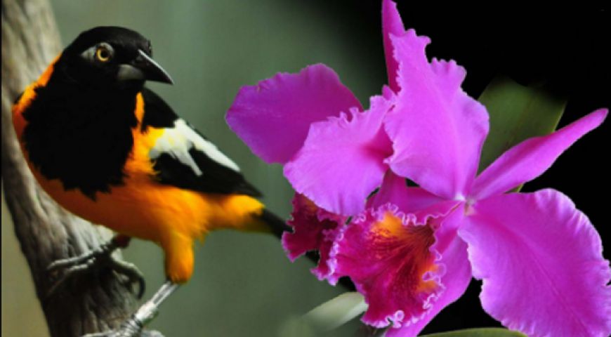 orquidea-turpial.jpg