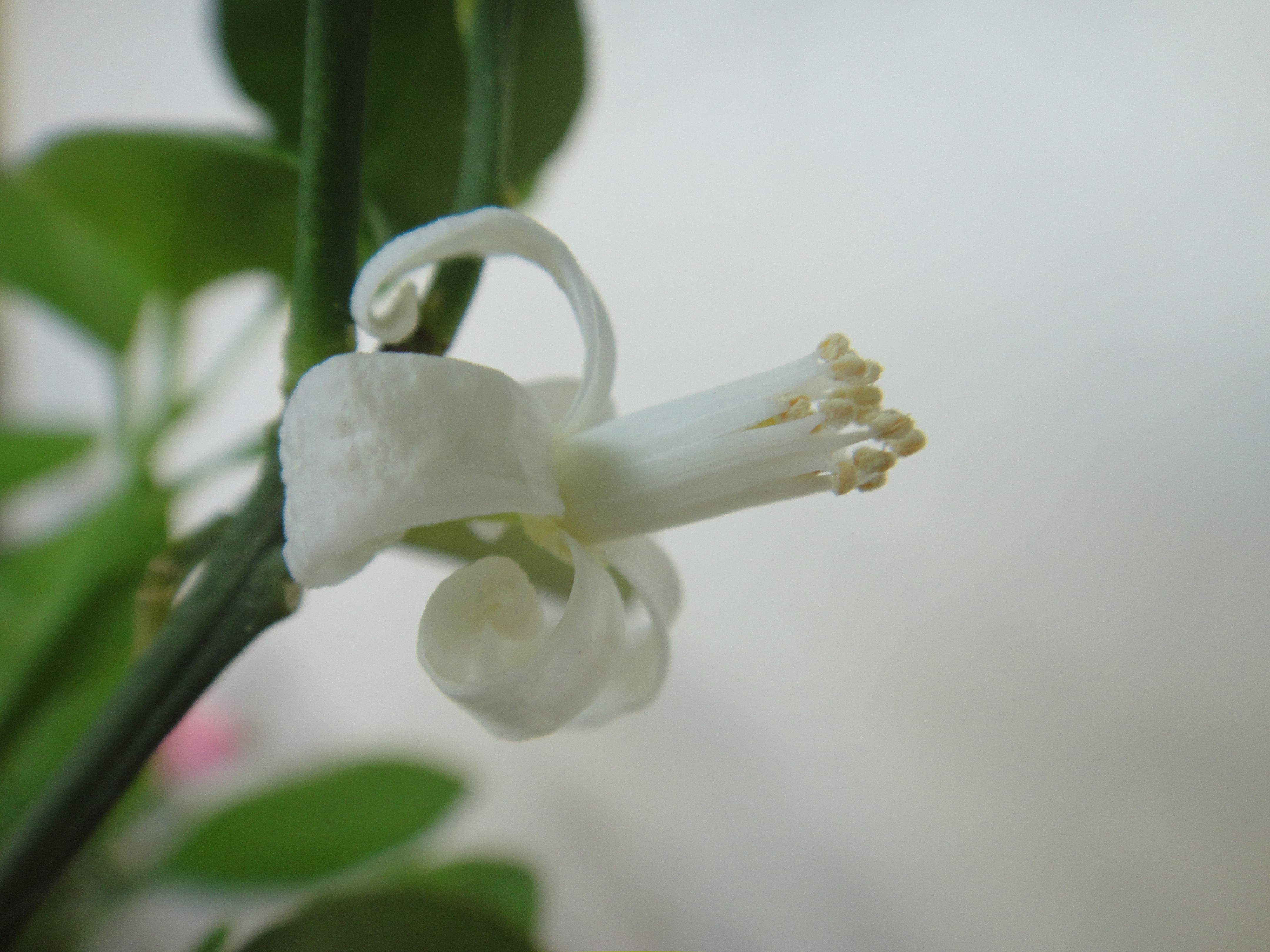 Calamansi Flower From Our Backyard Steemit