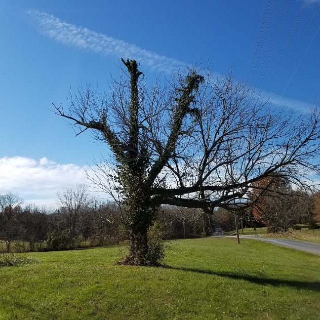 A tree covered in vines with a bright blue sky striped with white clouds as a backdrop