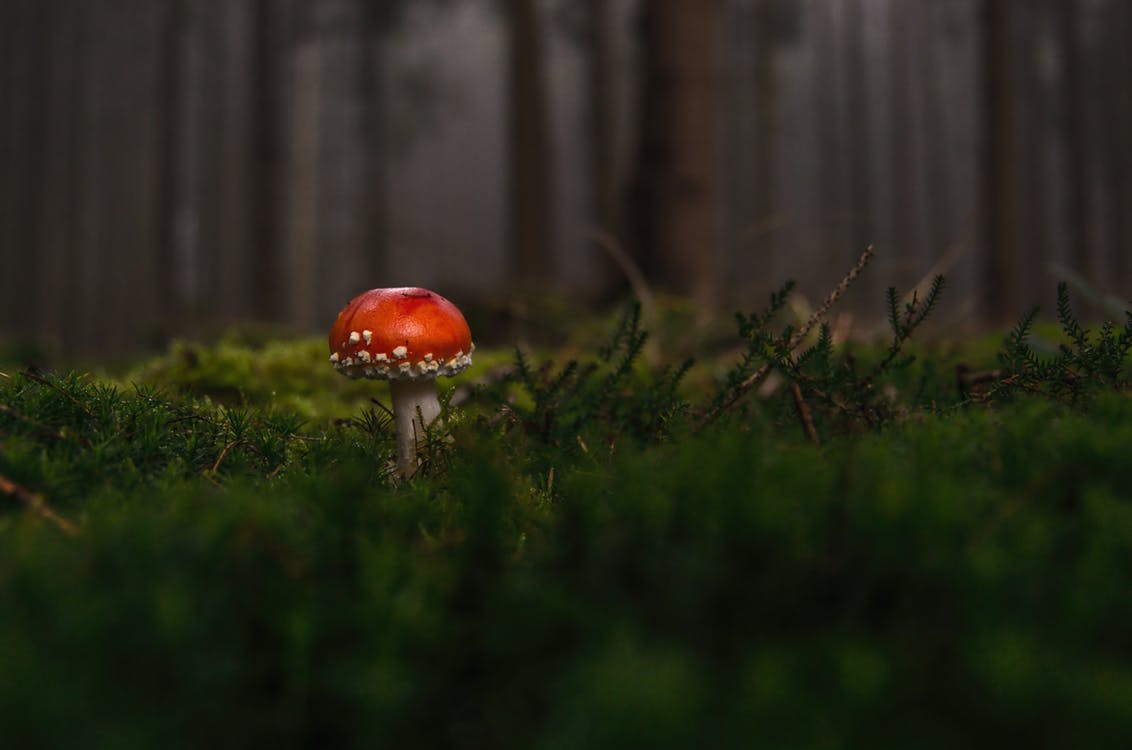 forest-fly-agaric-fog-moss-fliegenpilz.jpg