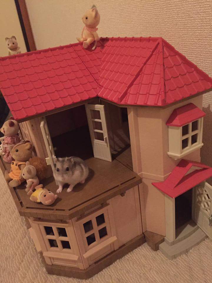 My Hamster Lives In Sylvanian House シルバニアのお家に住むハムスター Steemit