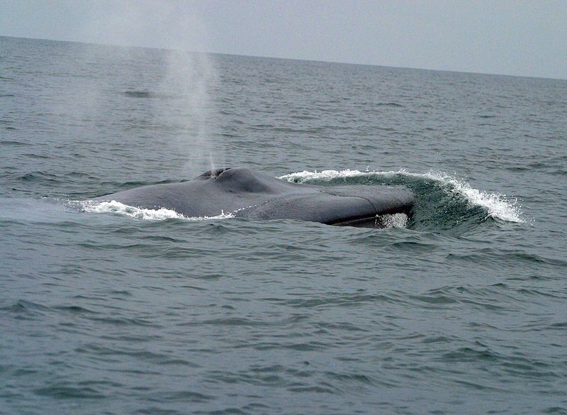 1. Blue Whale.jpg