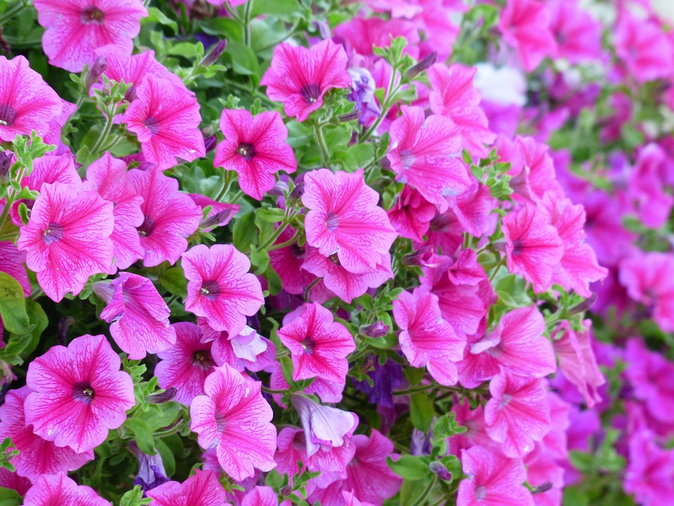 Flowers-Bloom-Blossom-Pink-Flower-Petunia-177388.jpg