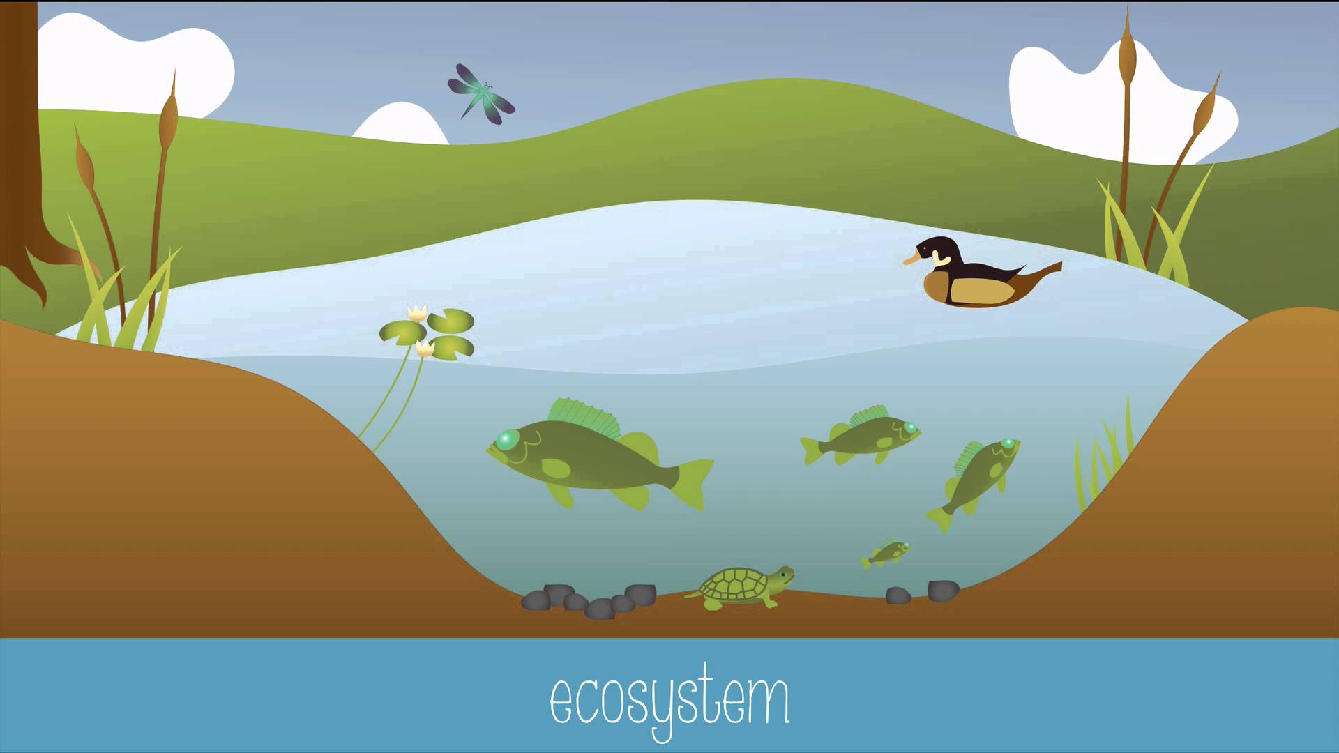 Ecology #2 [ the interaction of organisms with the environment ] Did you  know about the science of ecology..? — Steemit