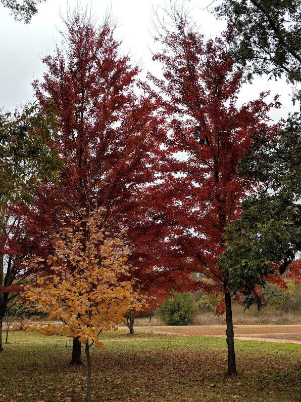 Fall trees.jpg