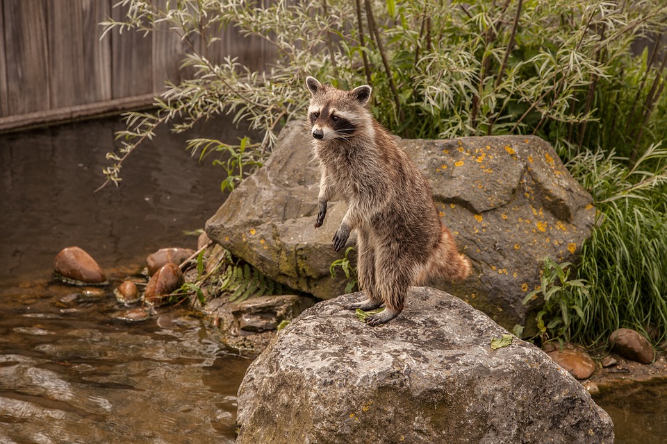 raccoon-2539997_960_720.jpg