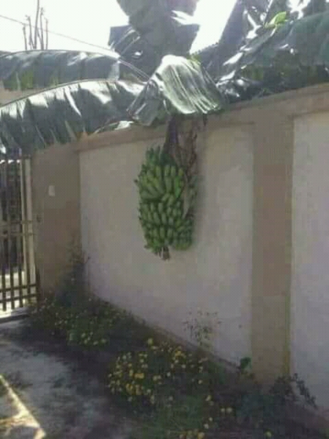 banana.jpg