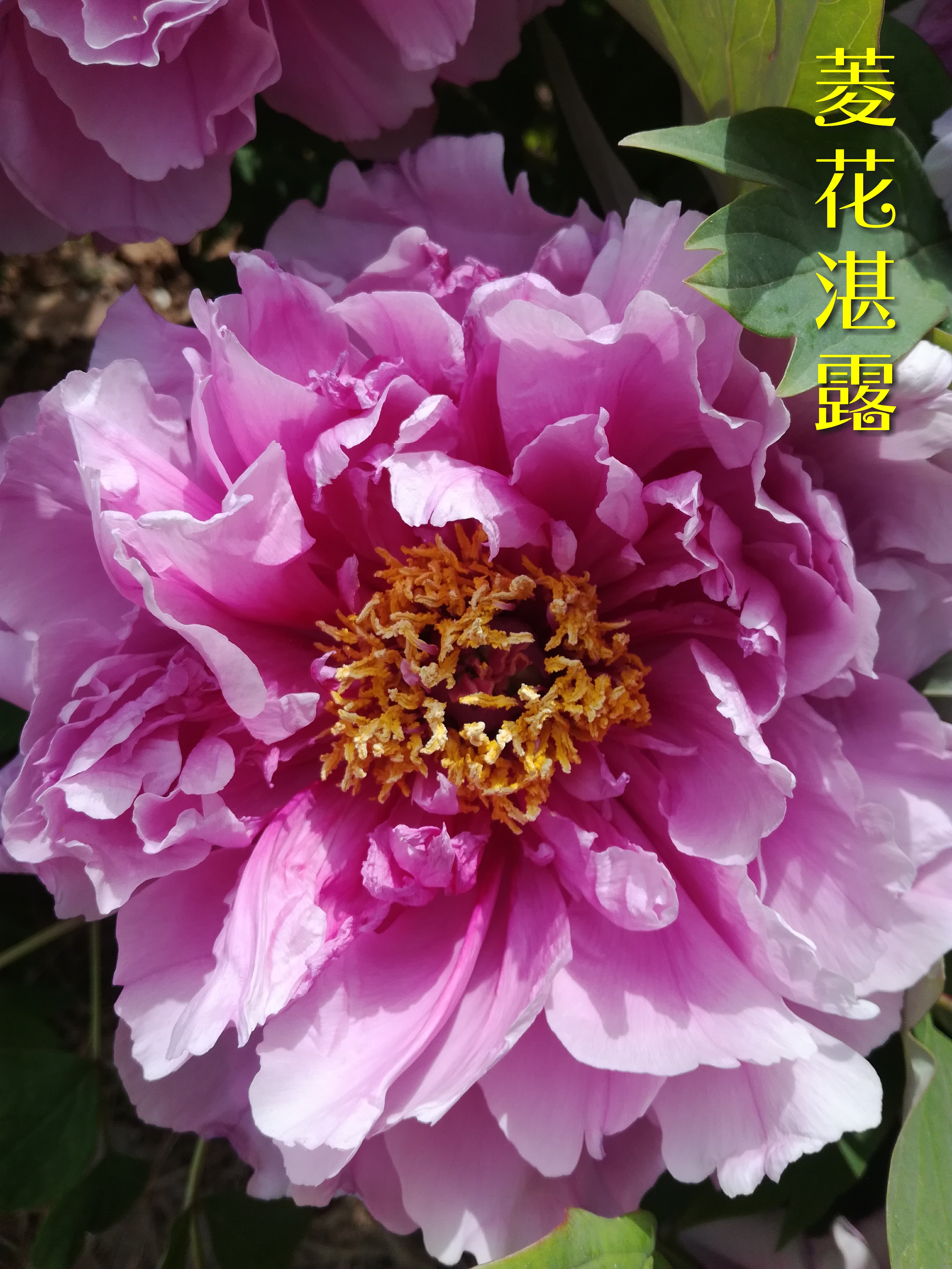 Different Types Of Moutan Peony V 牡丹之 胜葛巾 菱花湛露 鲁荷红 铜云 黑海撒金 Steemit