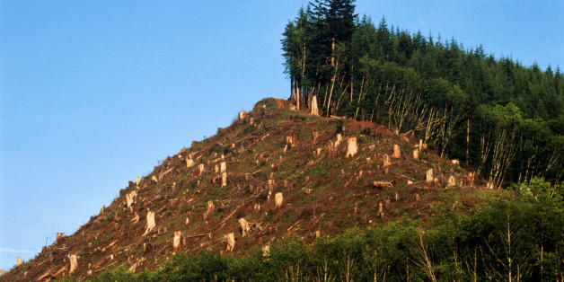 n-DEFORESTATION-628x314.jpg