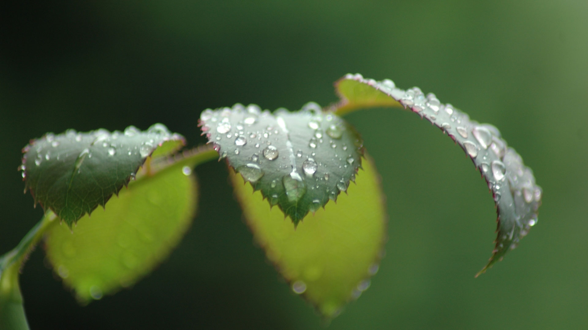 Rain-on-leaves1.jpg