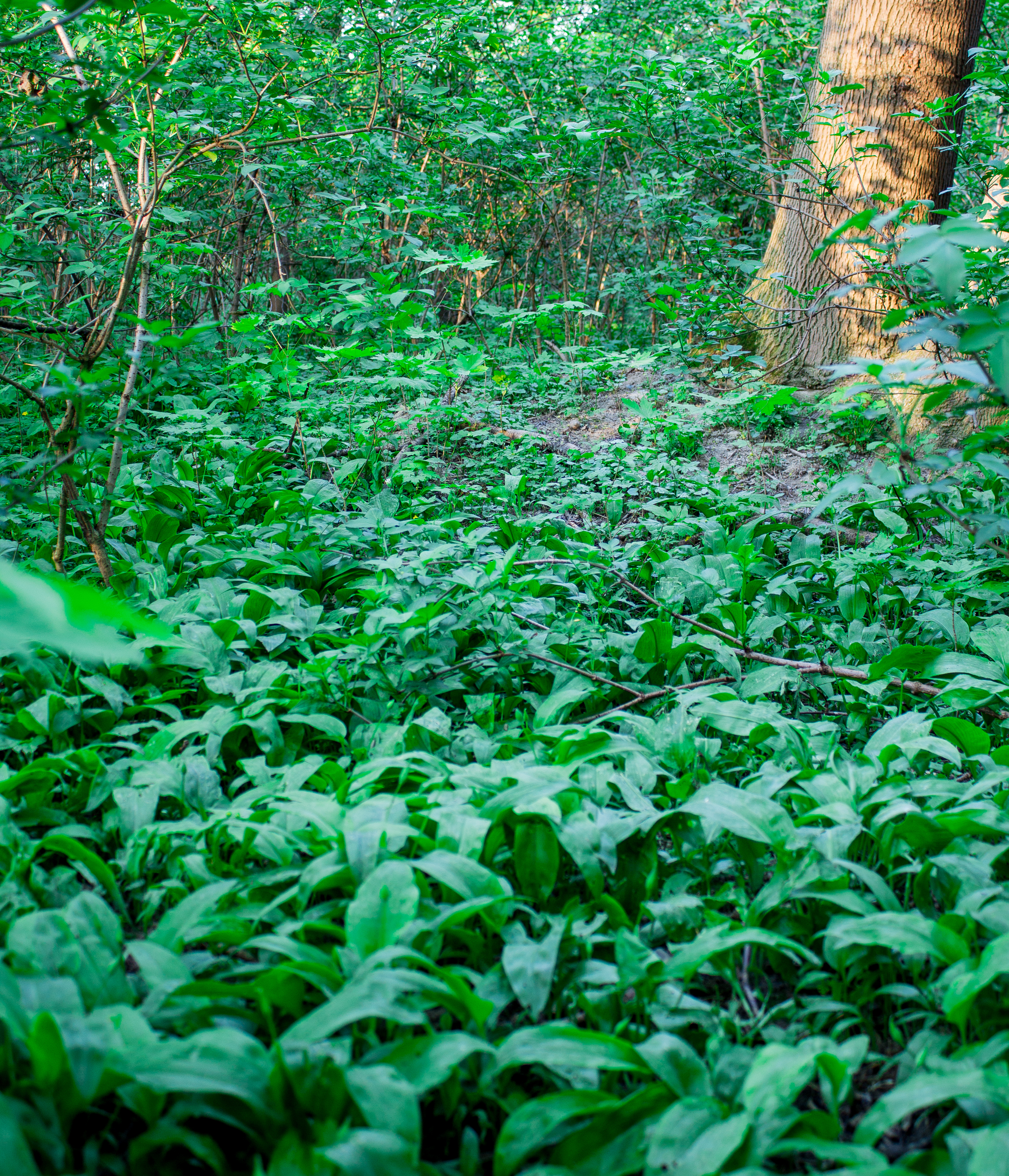 ramson (1 von 1)-13.jpg