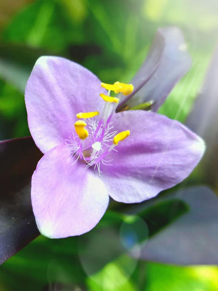 Purple flower.jpg