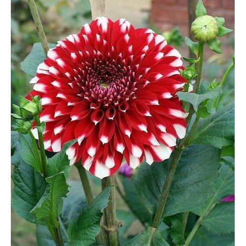 dahlia-flower-plant-500x500.jpg