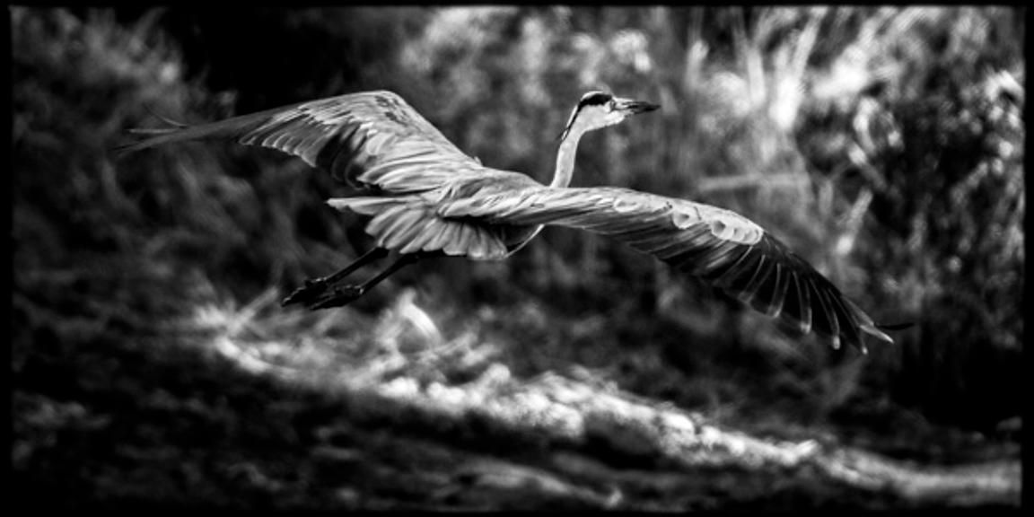 5688-Bird_Laurent_Baheux_xgaplus.jpg