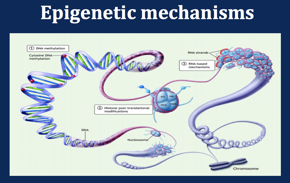 Epigenetic Mechanisms SS .png