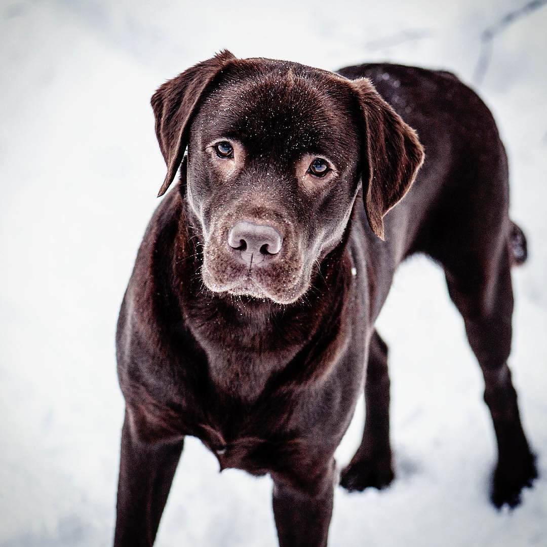 _labrador__chocolate__brown__dog__play__winter__snow__readytorun__forest__muzzle_February_20__2017_at_0512PM.jpg