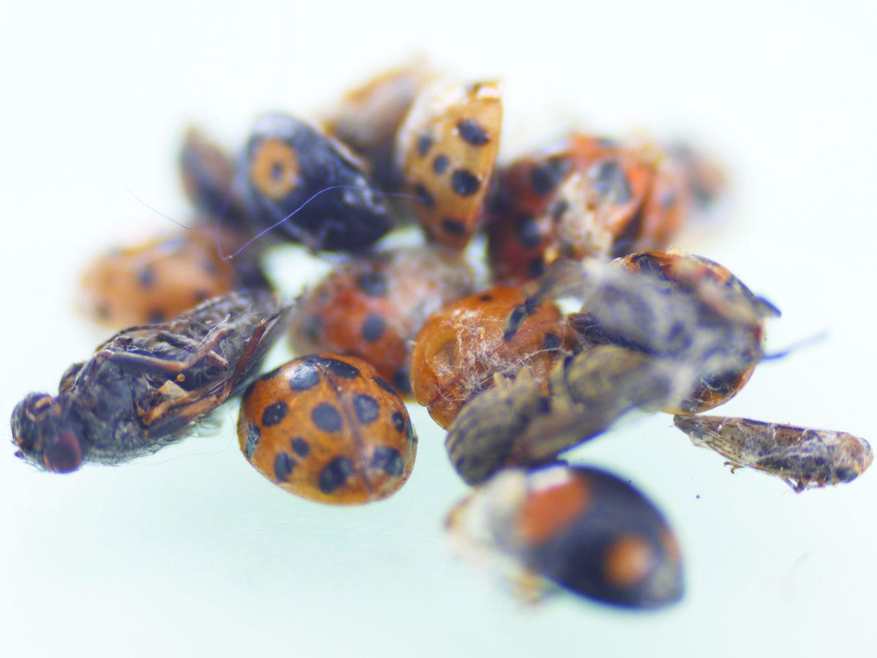 19395003700 - collection of dead ladybirds and a fly covered in.jpg