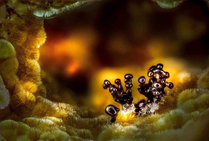 nikon-small-world-photomicrography-competition-2017-winners-53-59db3effa84bc__880.jpg