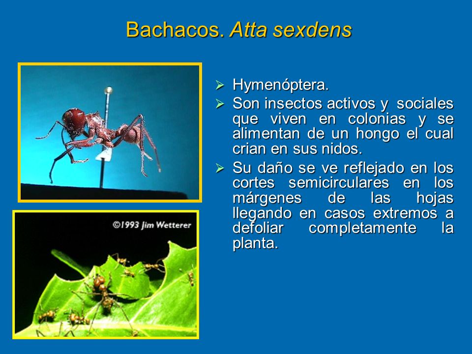 Bachacos.+Atta+sexdens+Hymenóptera..jpg