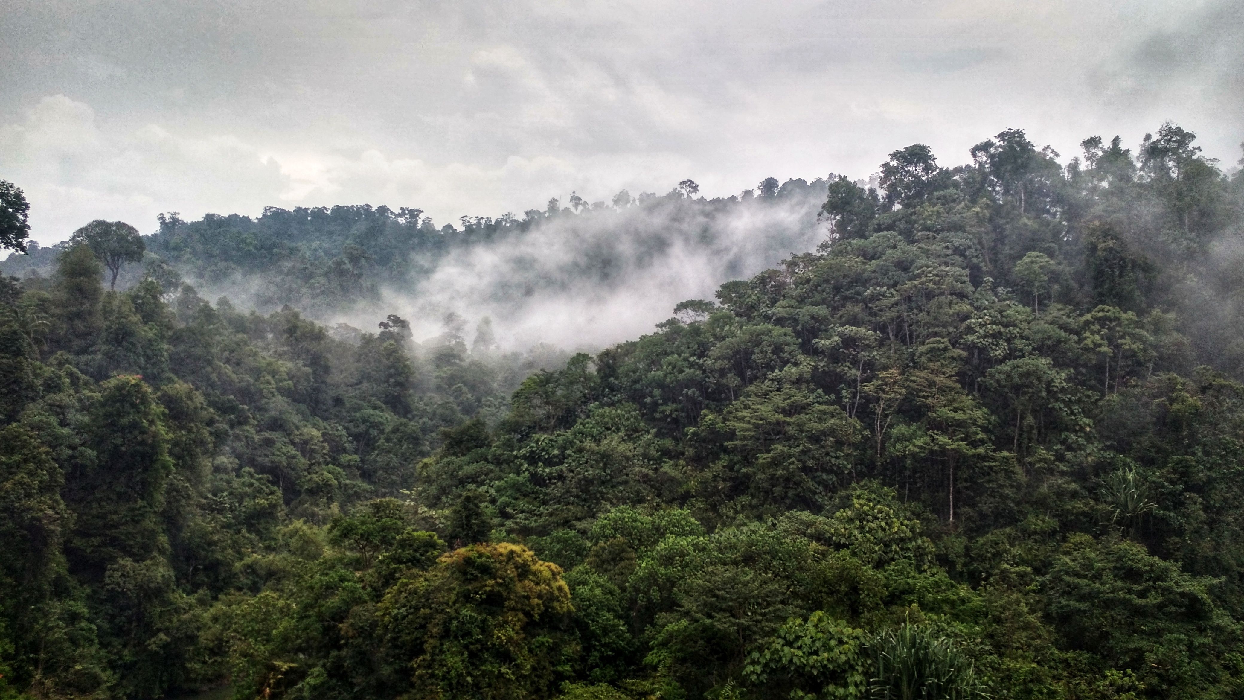 Сельва ди. Джибути 2. национальный парк Day Forest,. World Rainforest Day.