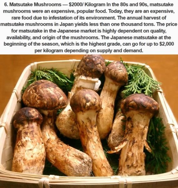 the-priciest-mushrooms-s569x600-437689-1020.jpg