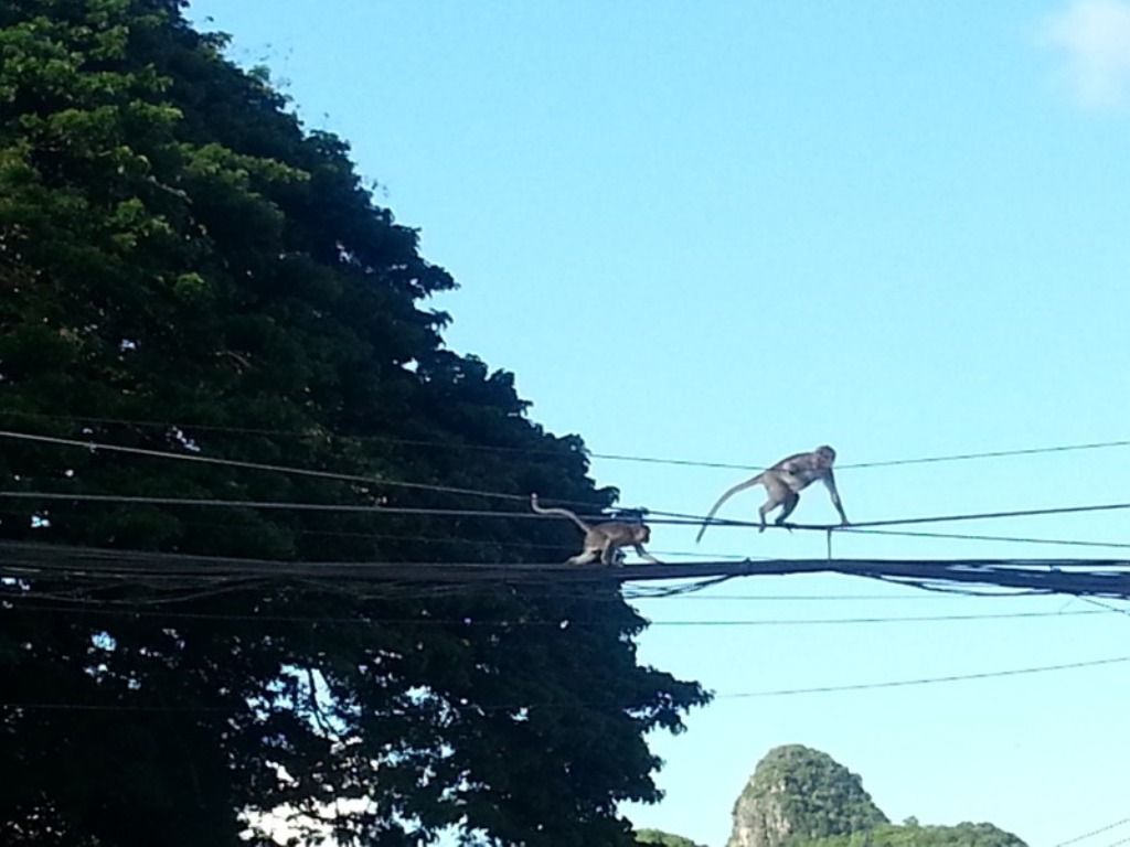 monkey9.jpg