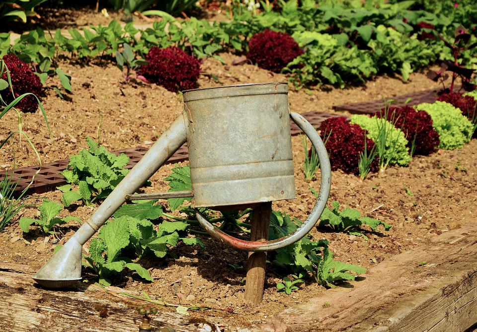 Salad-Gardening-Watering-Can-Garden-Plant-Casting-1033574.jpg