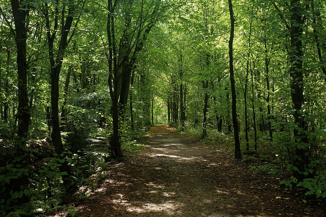 forest_path.png