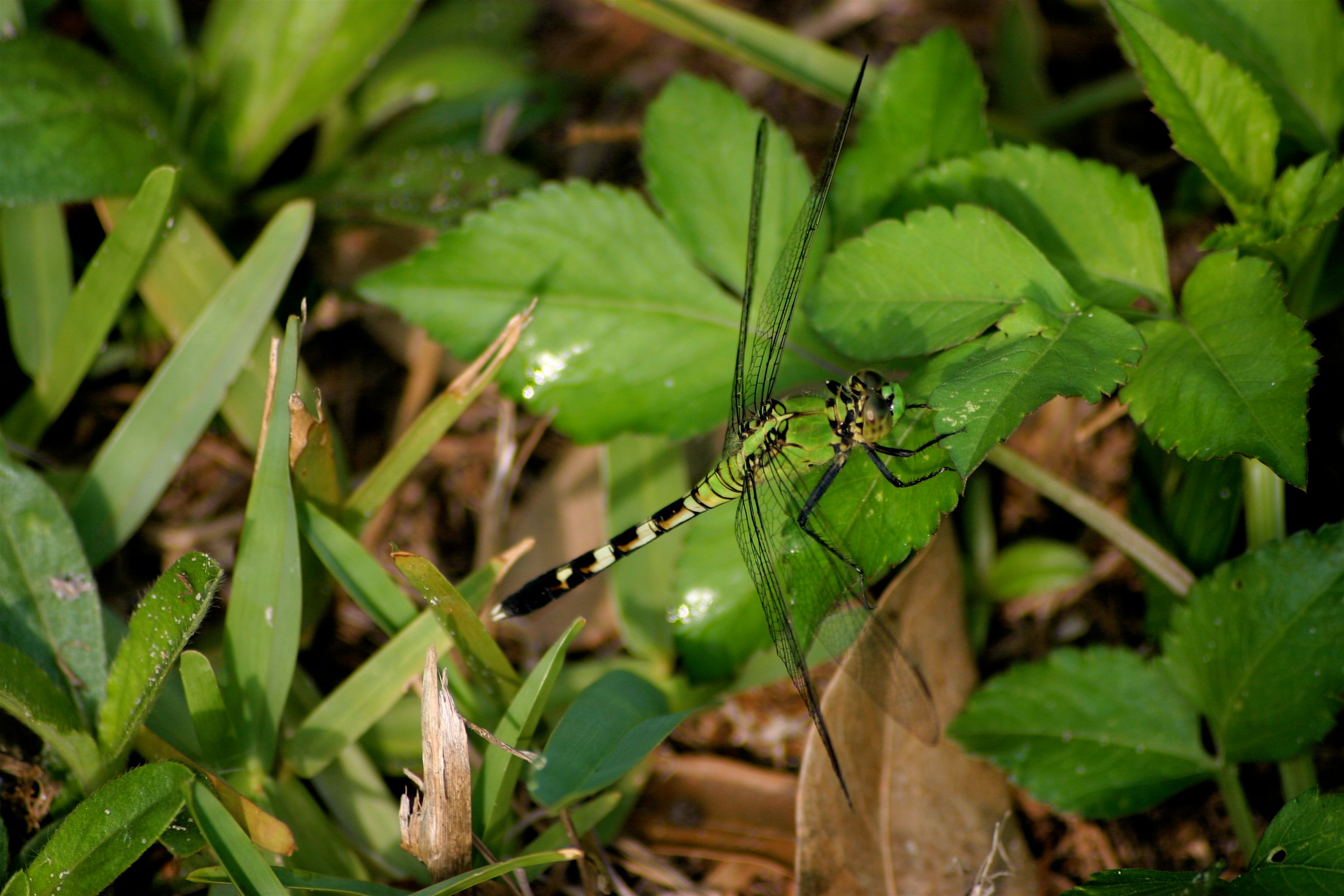 dragonfly 1-2.jpg