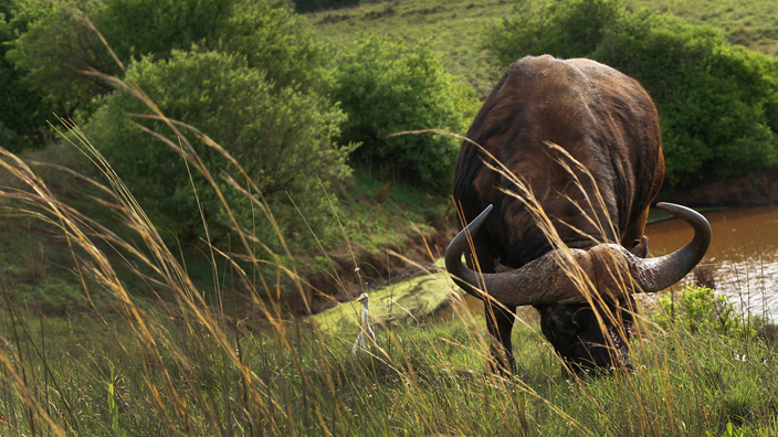 Cape-Buffalo.jpg