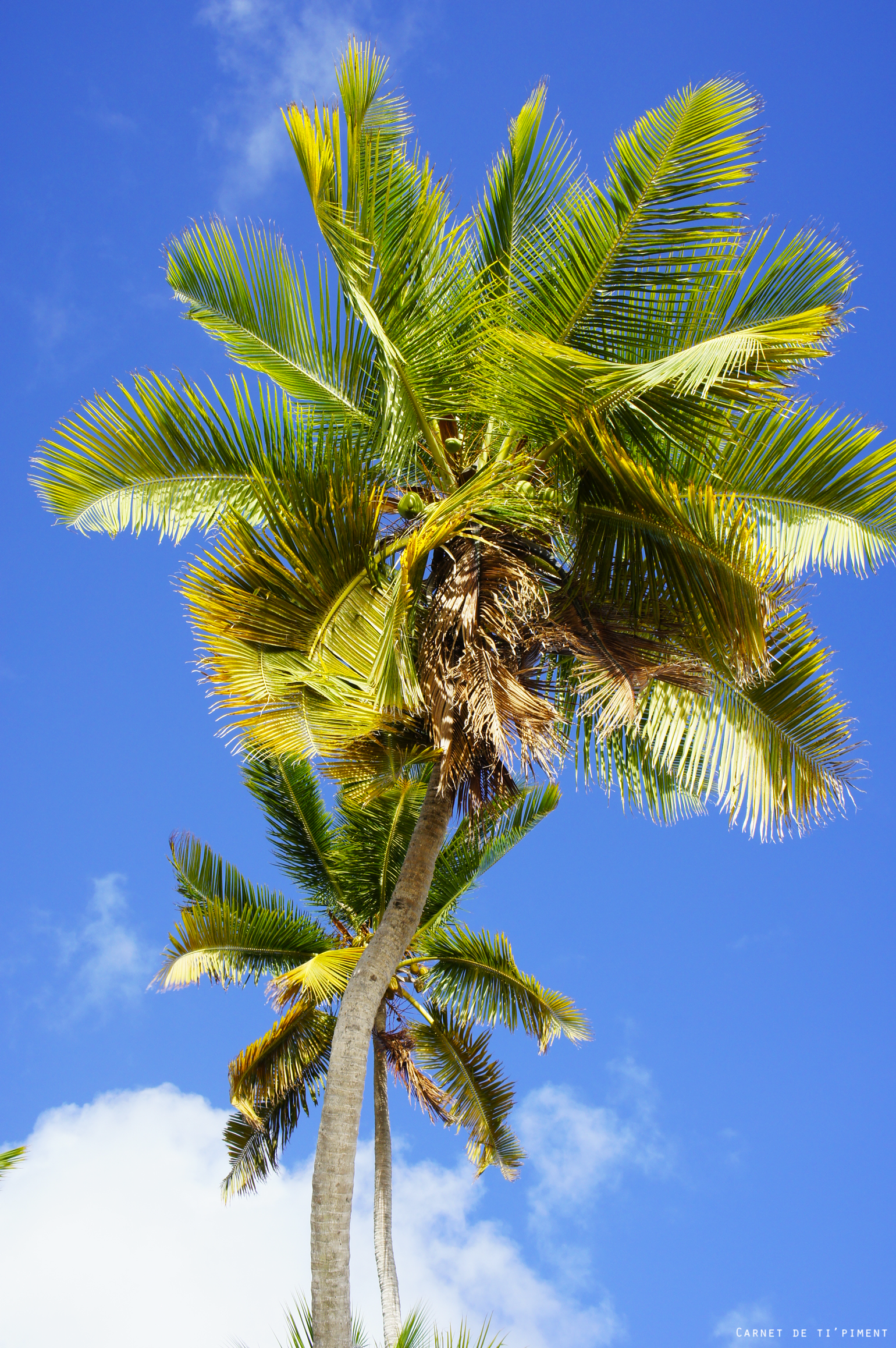 Les Salines - Sainte Anne - Martinique 2.png