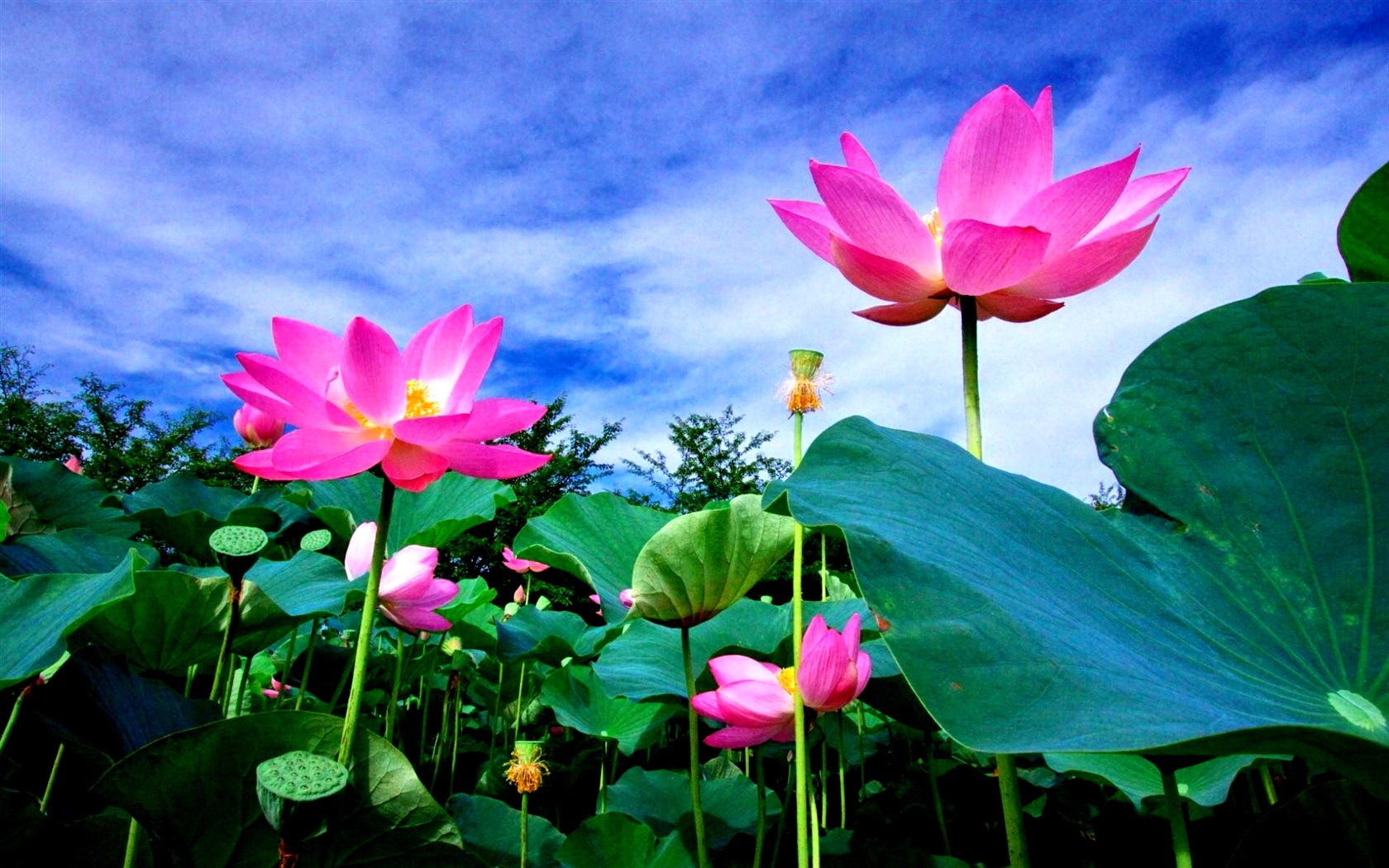 lotus flower meaning quotes