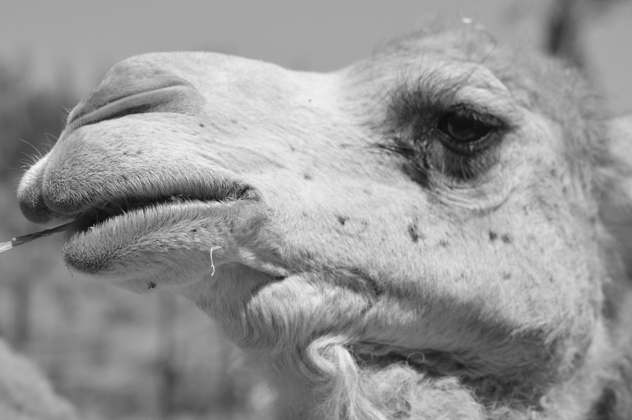 114129413756 - lunchtime with the dromedaries_1.jpg