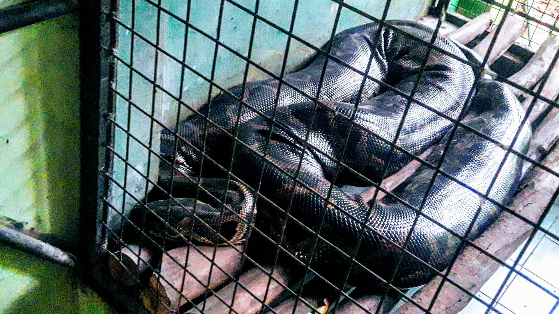 burmese python.jpg