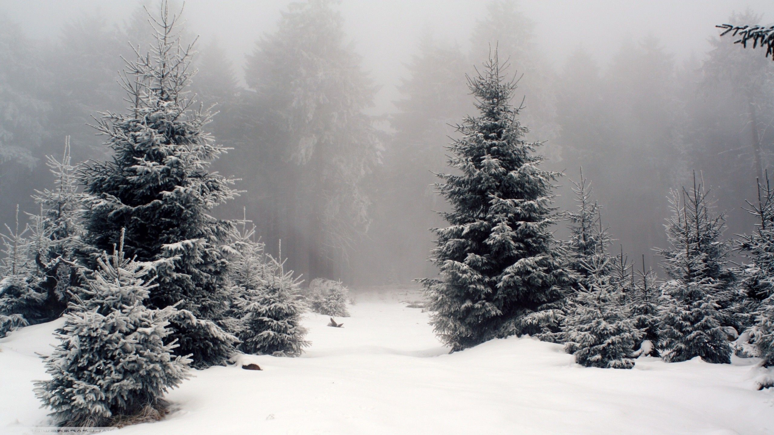 74884-nature-landscape-snow-forest.jpg