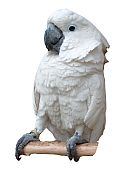 Parrot white 169HS.jpg