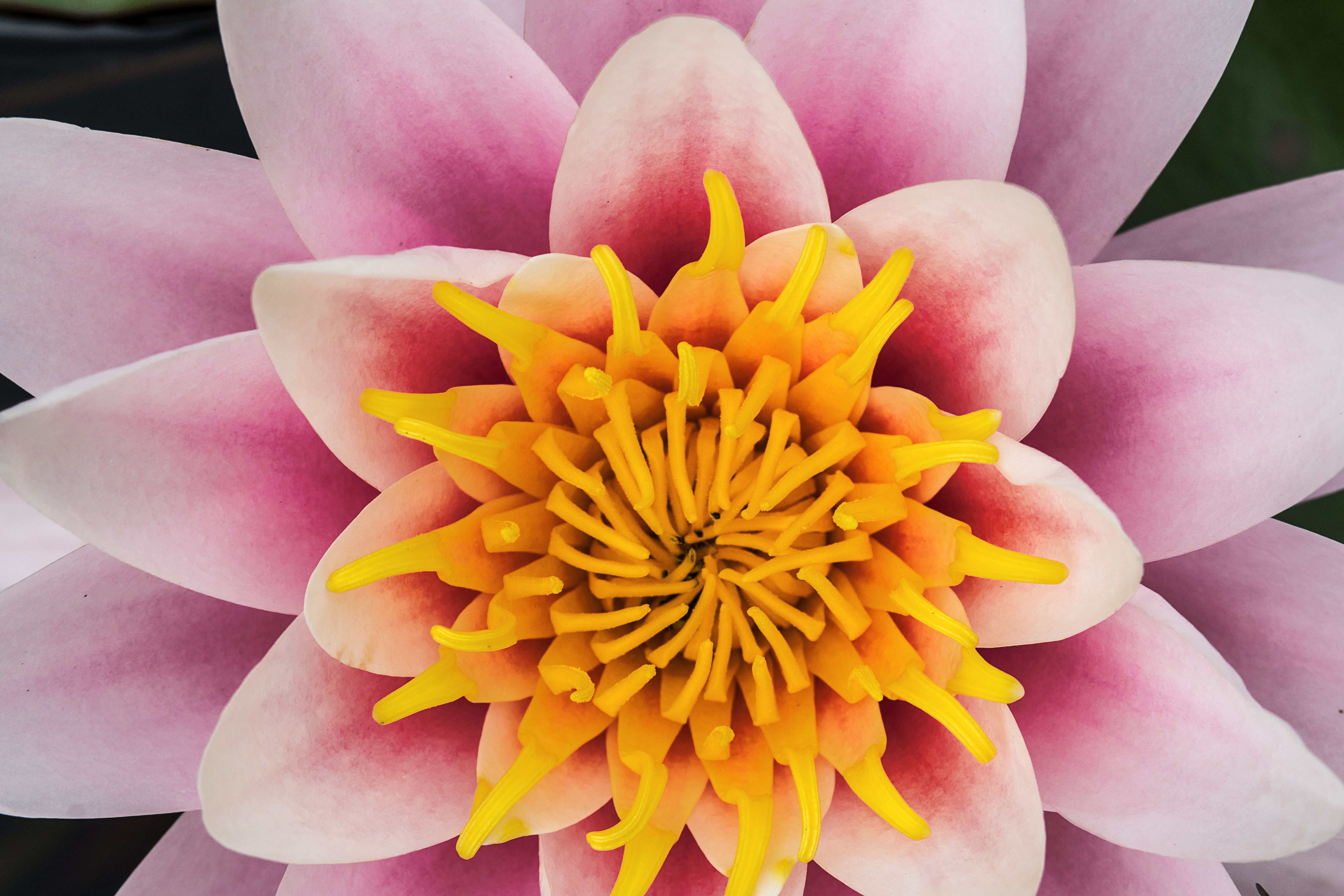 Flowers 2_19.jpg
