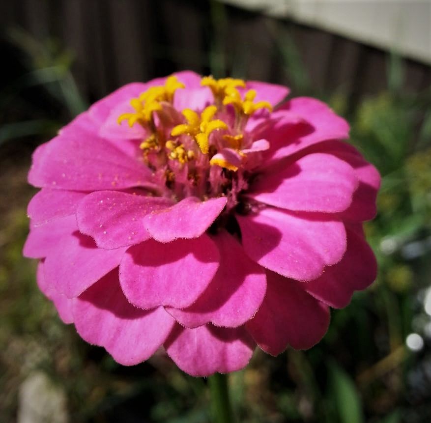 pink zinnia (2).jpg