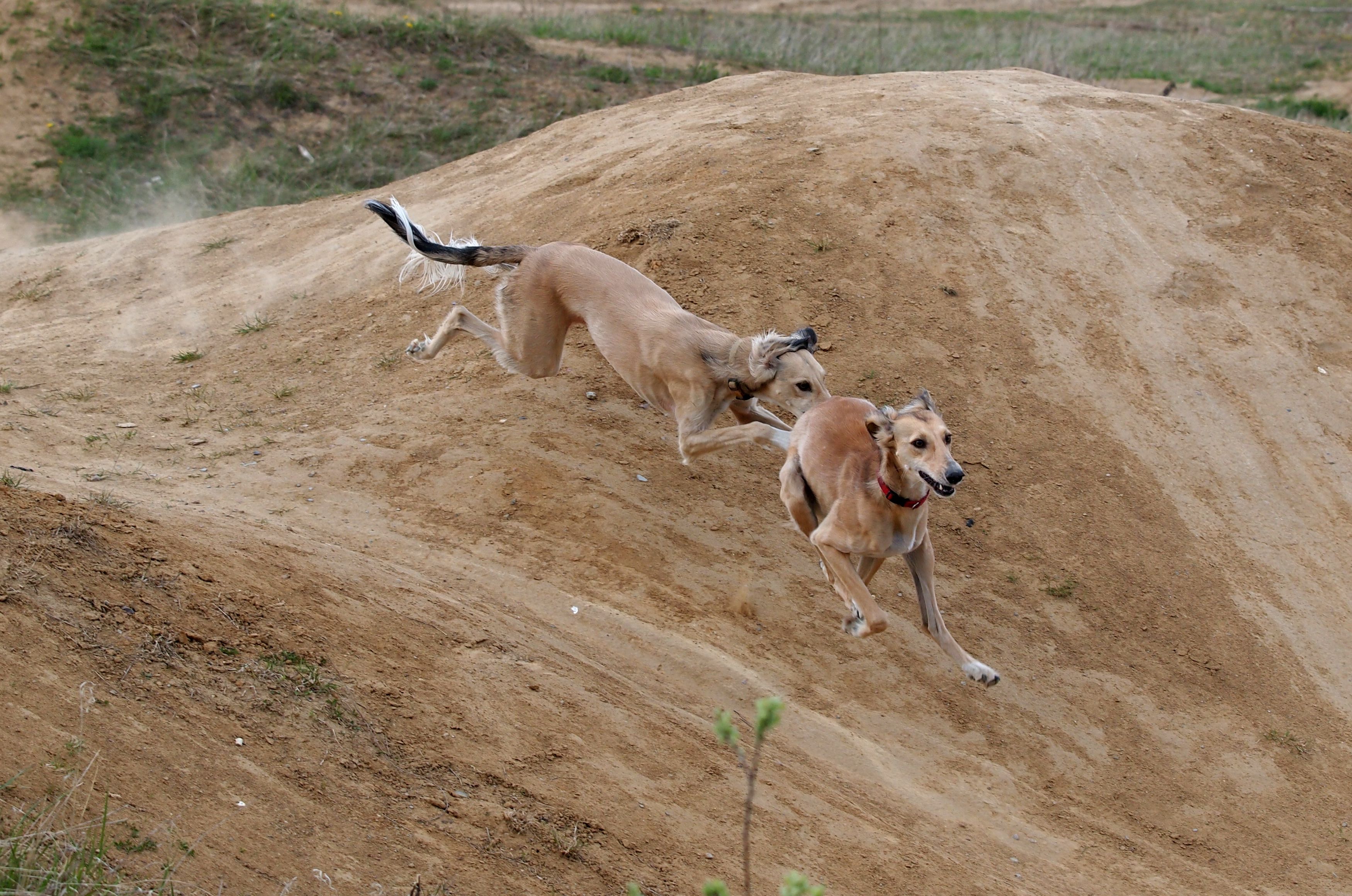 saluki_0018.JPG